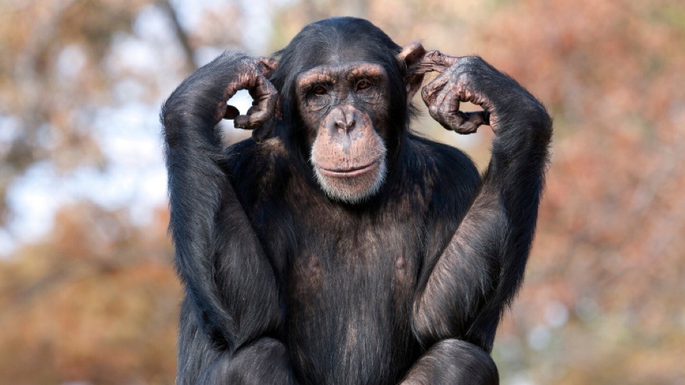 chimpanzee with fingers in its ears.