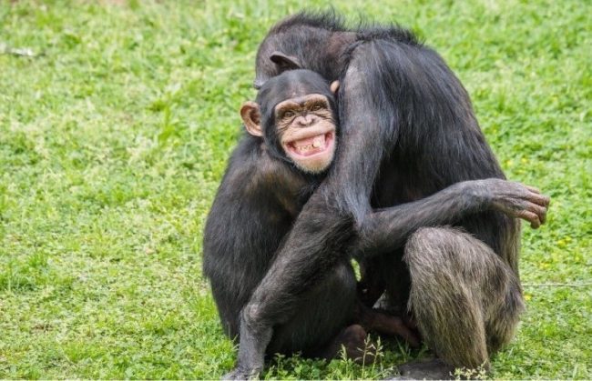 Two chimpanzees hugging.